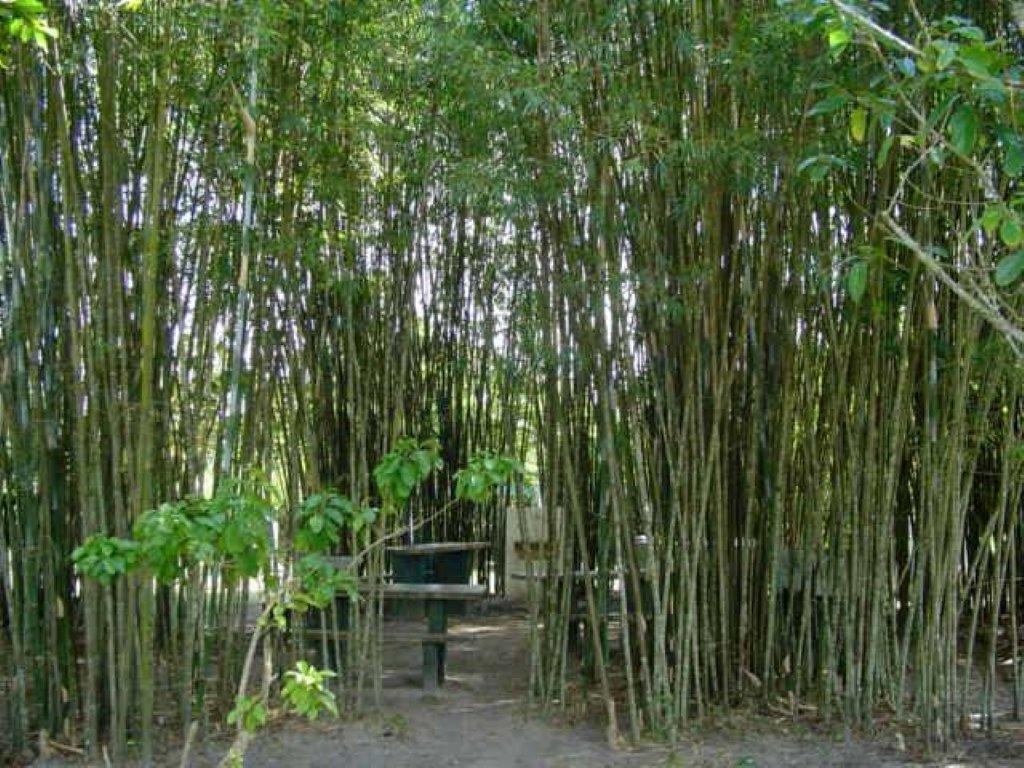 Sambura Chales Ilha Comprida Exterior foto